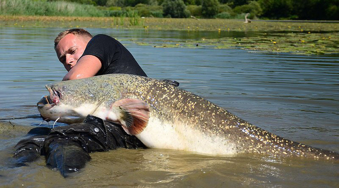 Dalke Fishing - vermeide diese Fehler beim Welsangeln