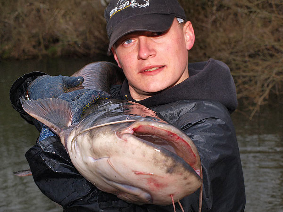 Vitali Dalke Wels Catfish