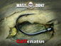 Mastodont CATenatus Catfish Hook